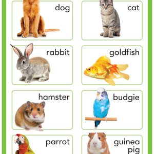 Pets