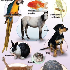 Izilwanyana zasekhaya (Izilwanyana ezinobuhlobo) / Domestic animals