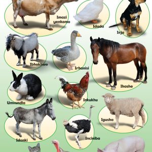 Izilwanyana zasefama / Farm animals